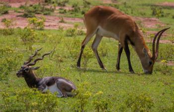 Ridiyagama safari park